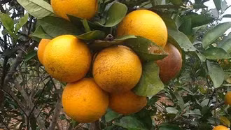 Thăm trang trại cam V2 đặc biệt ở Phúc Khánh (Bảo Yên)