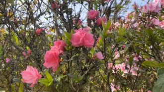 Hoa đỗ quyên - món quà kỳ diệu của đại ngàn bắt đầu bung nở ở Fansipan