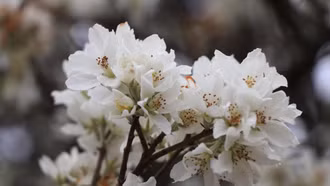 Hoa sơn tra - sắc trắng mộng mơ giữa núi rừng Tây Bắc