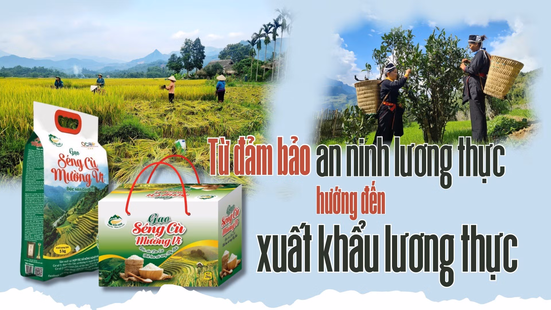 Từ đảm bảo an ninh lương thực hướng đến xuất khẩu lương thực
