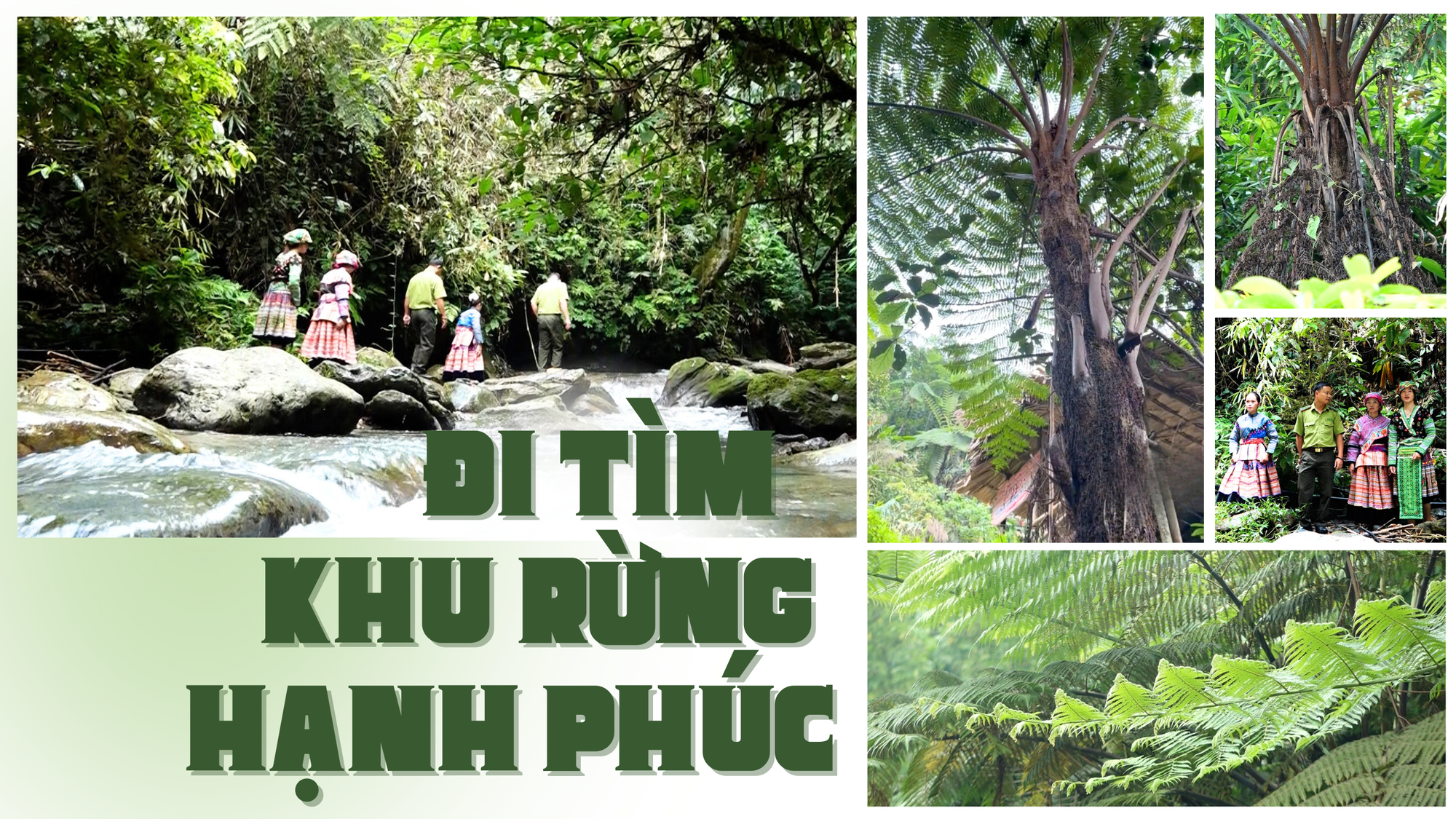 Đi tìm khu rừng hạnh phúc