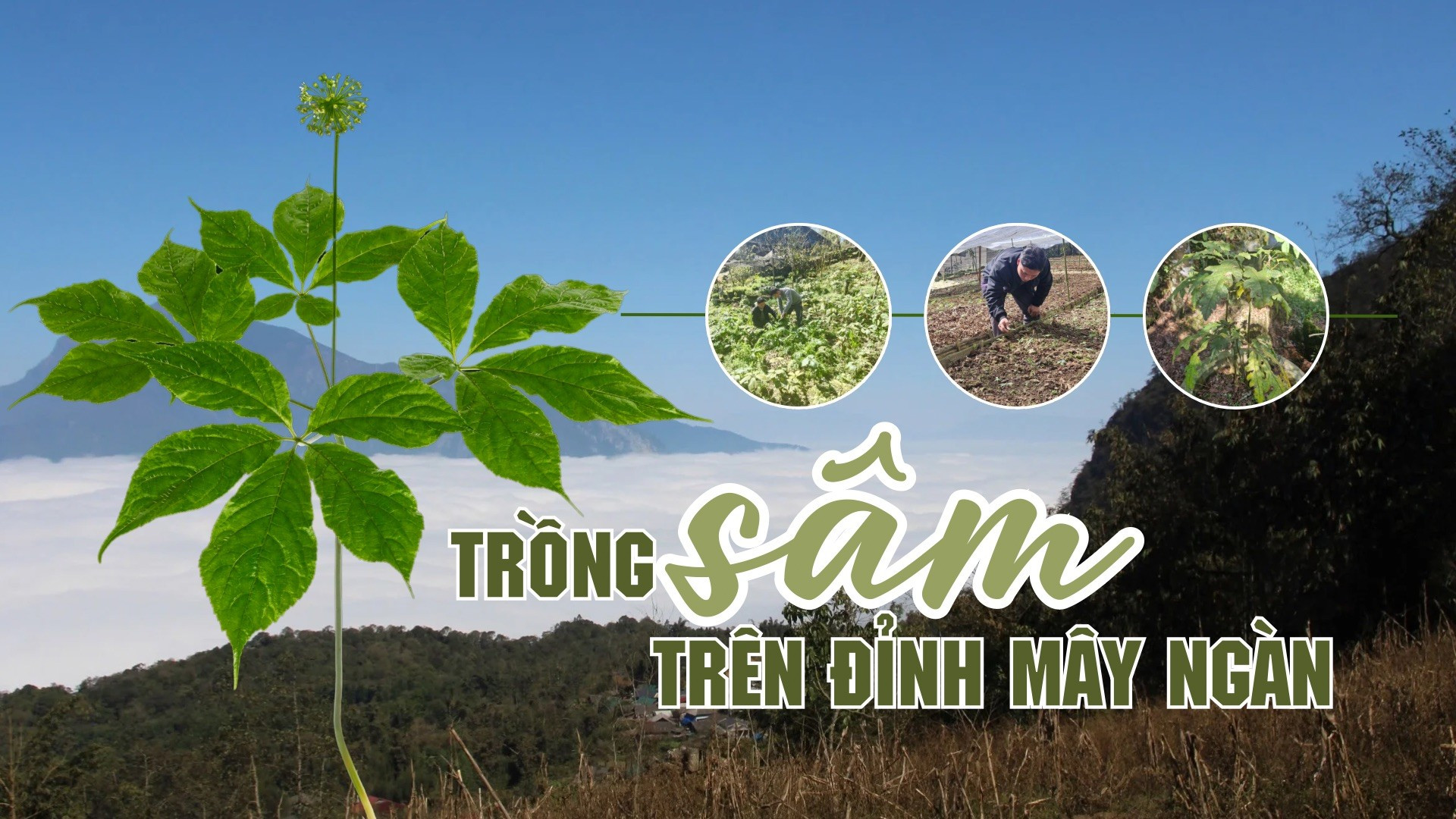 Trồng sâm trên đỉnh mây ngàn