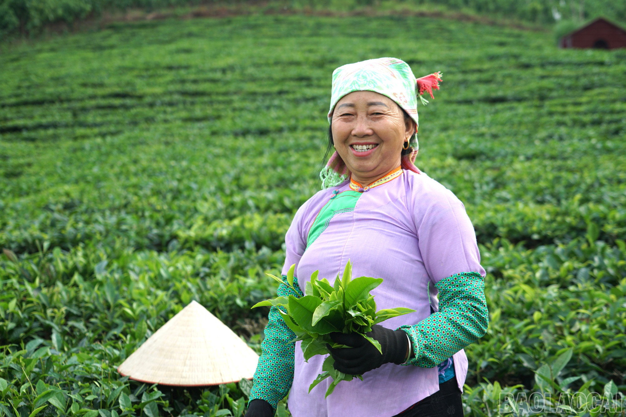 Ảnh: Tảo tần trên nương chè Lùng Vai
