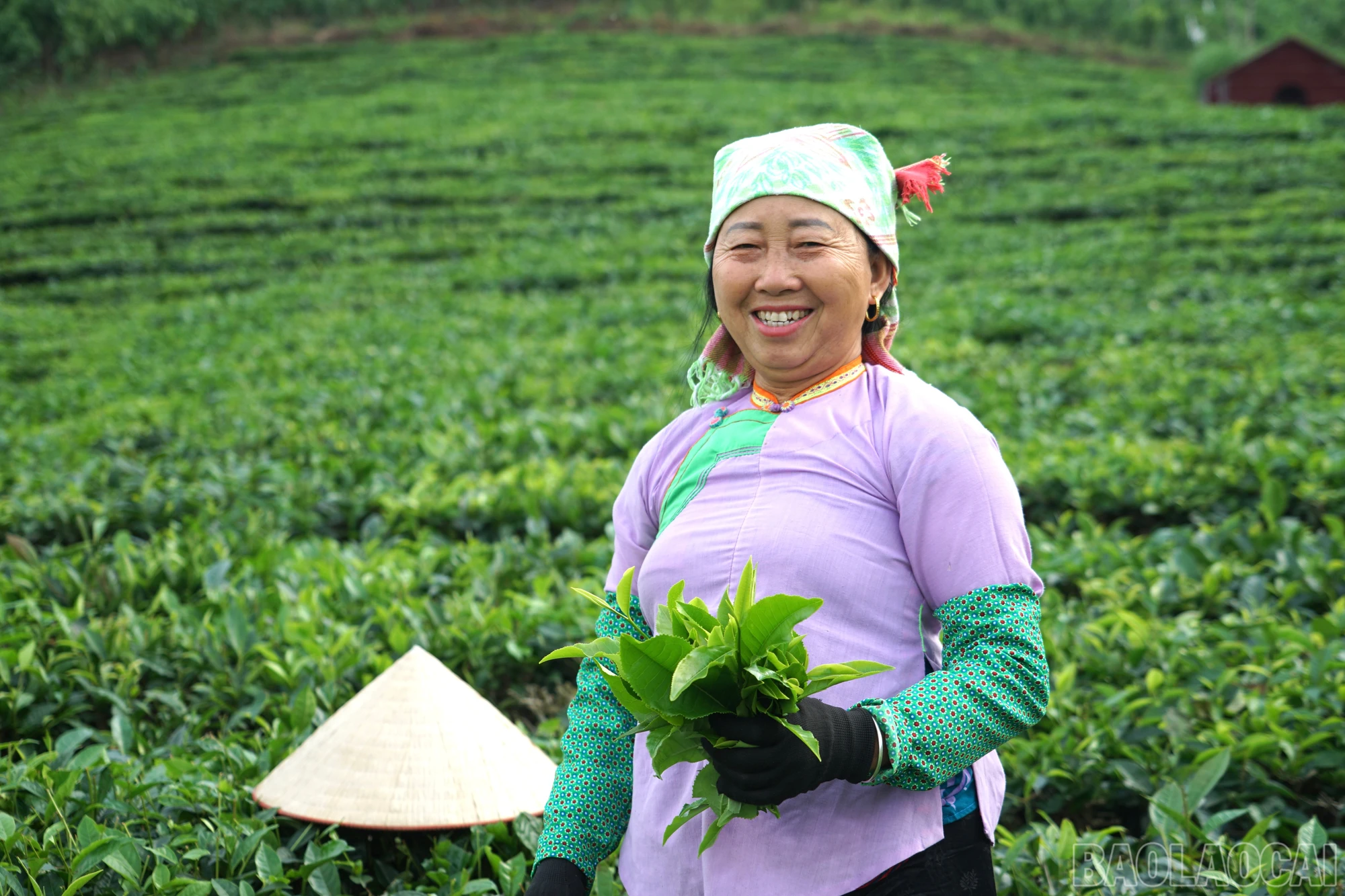 Ảnh: Tảo tần trên nương chè Lùng Vai