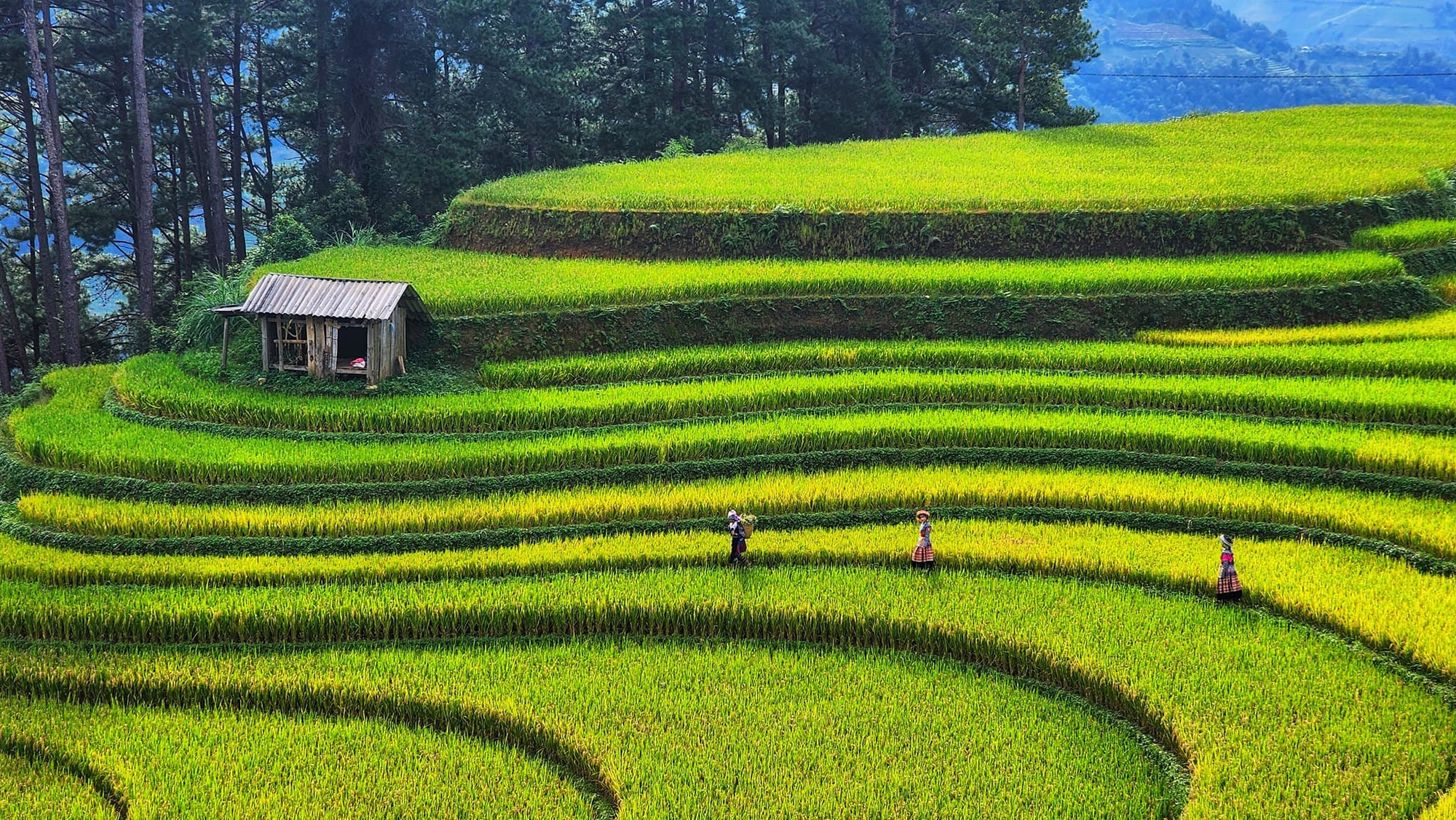 Mùa lúa xanh ở Mù Cang Chải