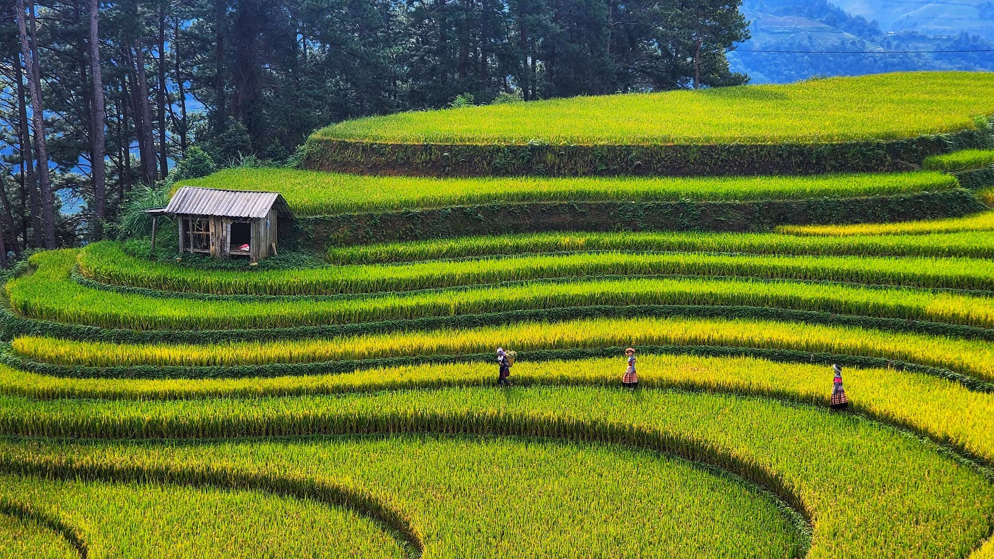 Mùa lúa xanh ở Mù Cang Chải