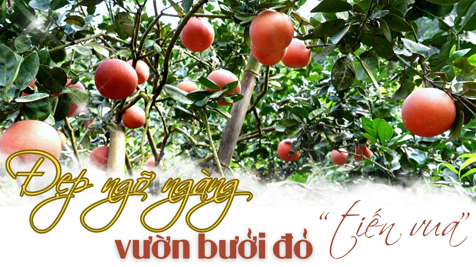 Đẹp ngỡ ngàng vườn bưởi đỏ “tiến vua”