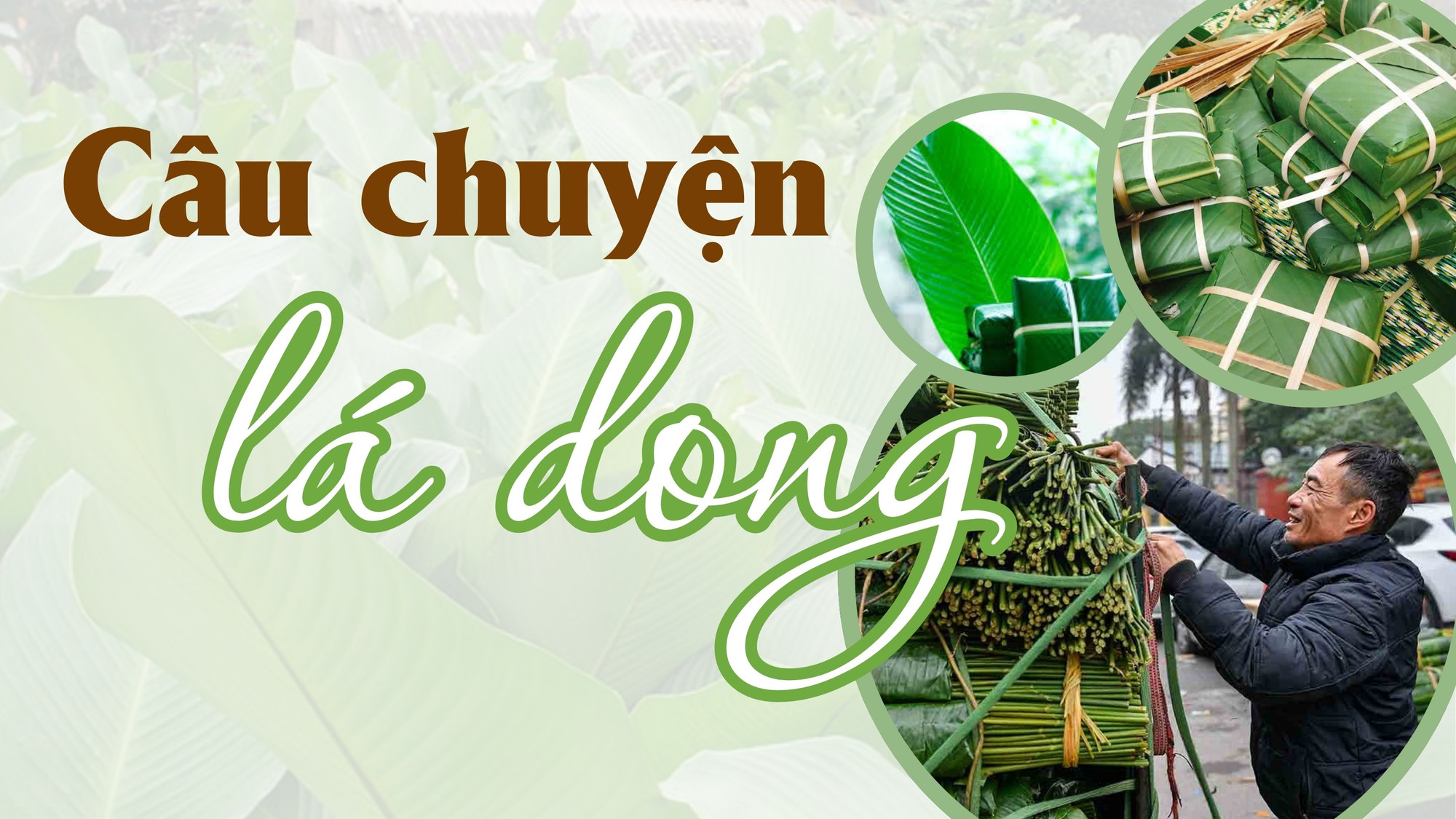 Câu chuyện lá dong