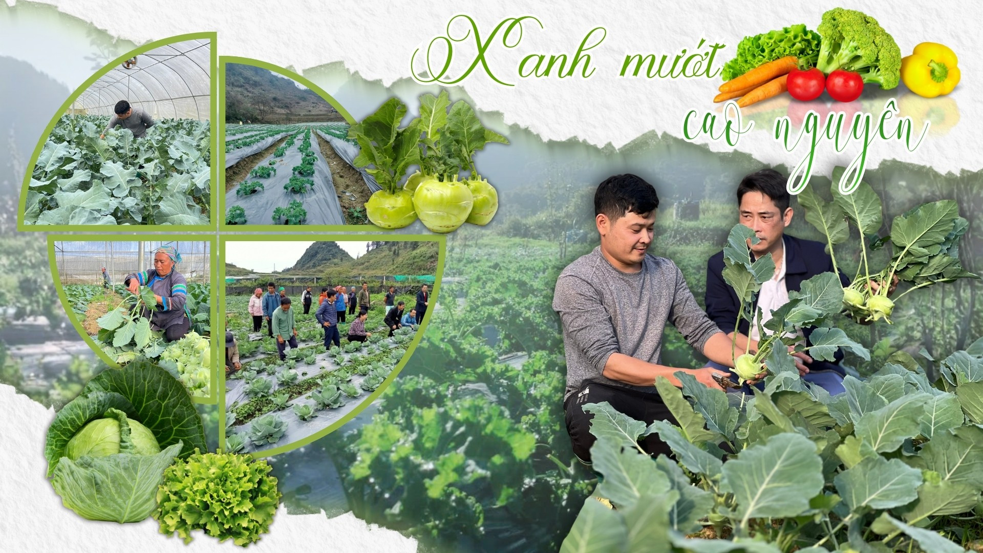 Xanh mướt cao nguyên