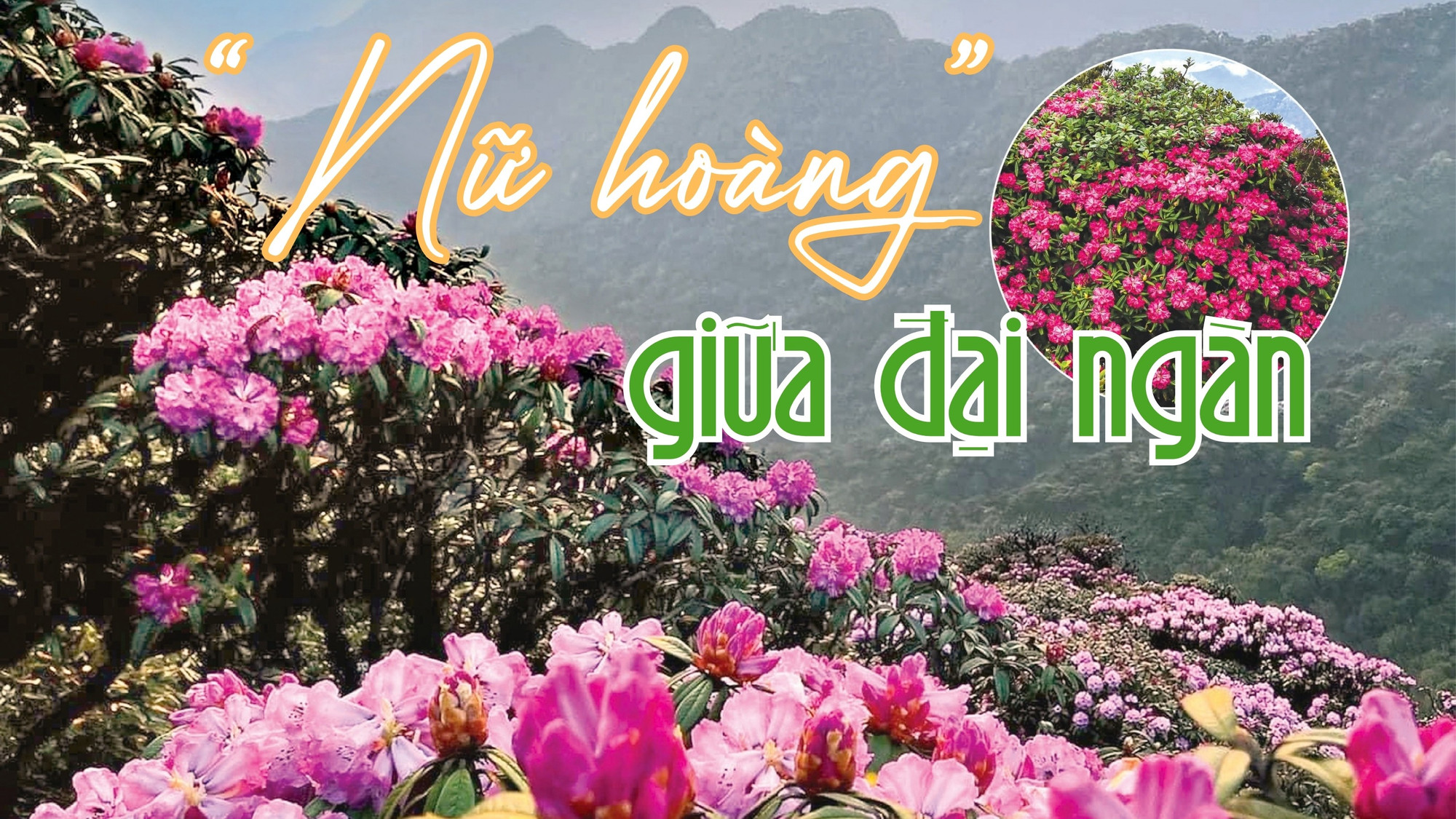 “Nữ hoàng” giữa đại ngàn