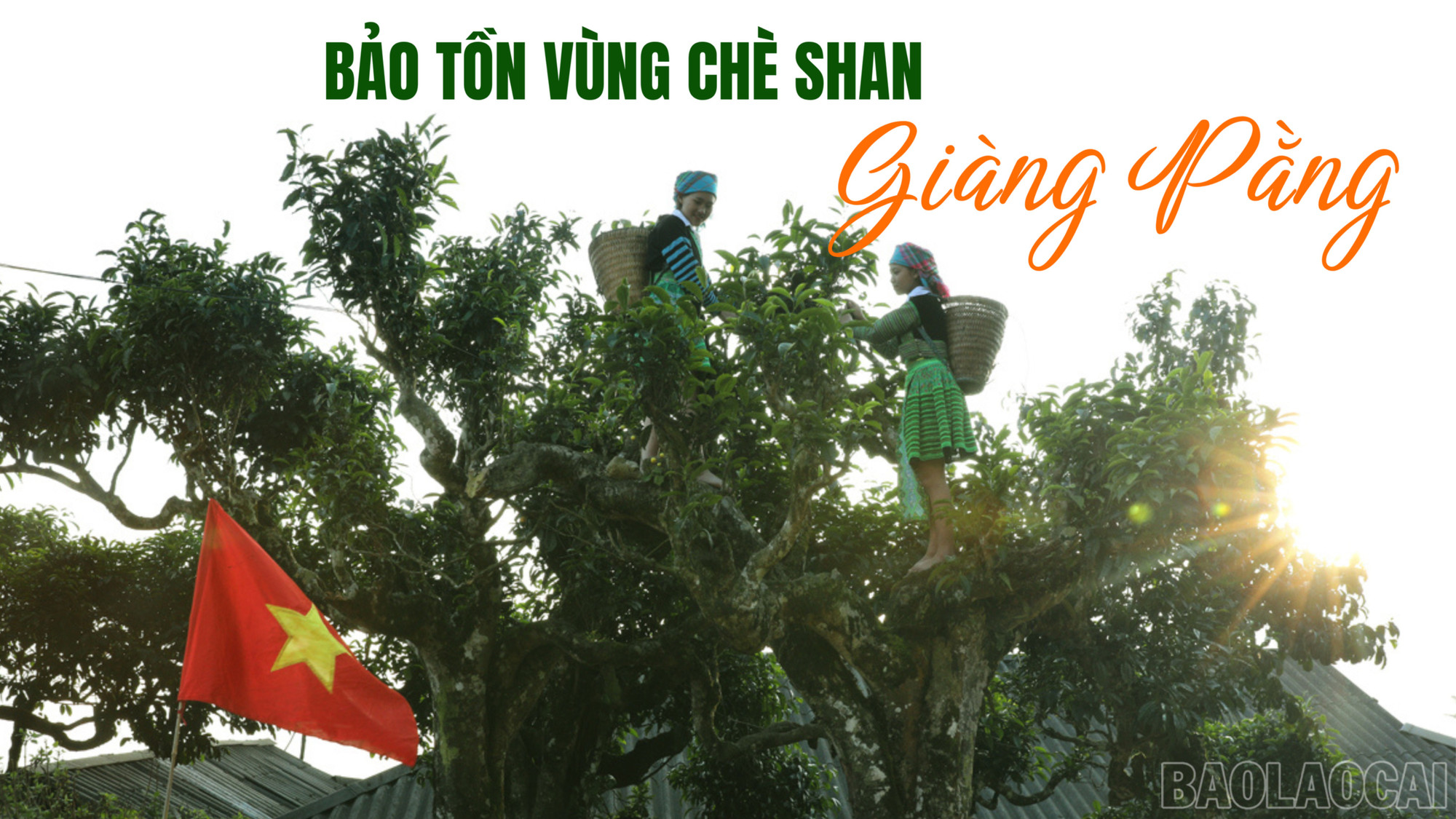 Bảo tồn vùng chè Shan Giàng Pằng