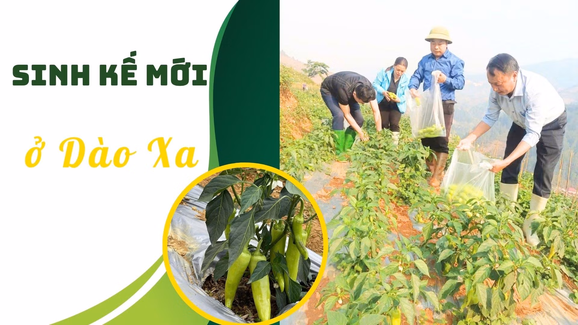 Sinh kế mới ở Dào Xa
