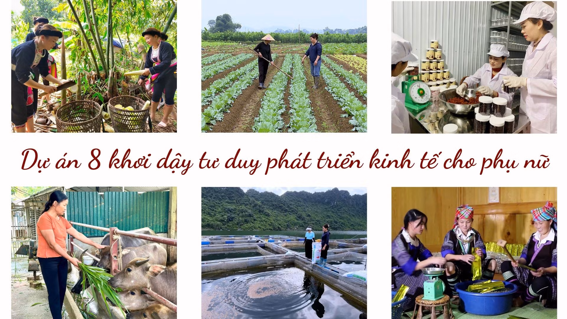  Dự án 8 khơi dậy tư duy phát triển kinh tế cho phụ nữ 