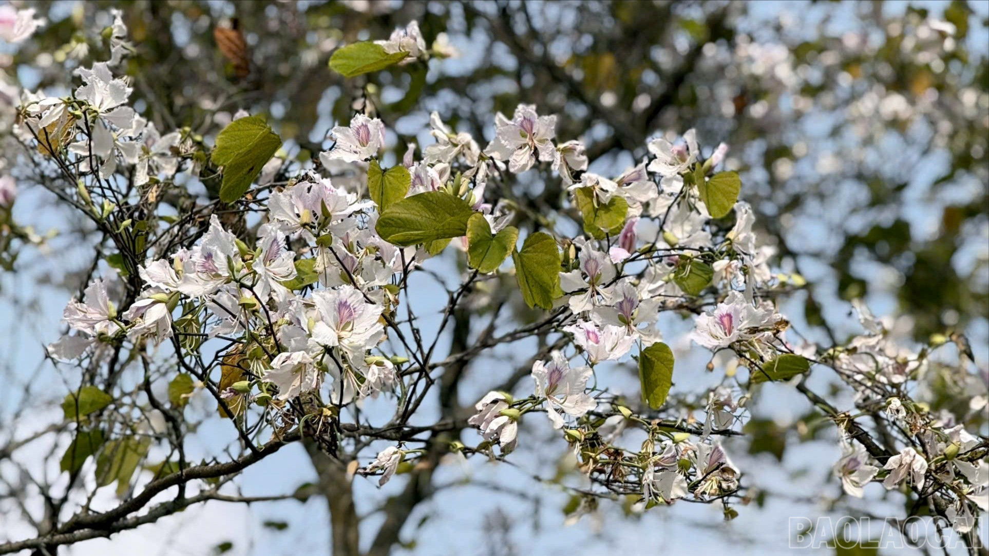 Về Nghĩa Lộ ngắm hoa ban