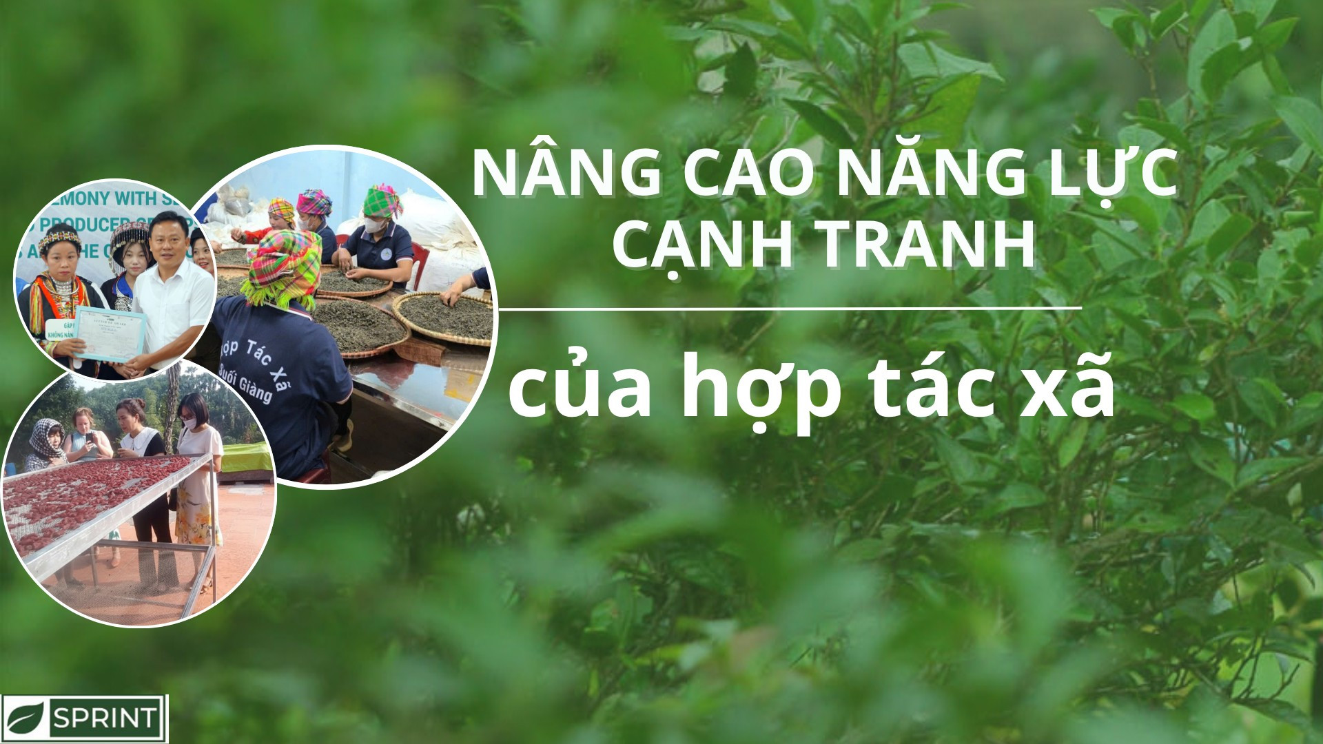 Nâng cao năng lực cạnh tranh của hợp tác xã 