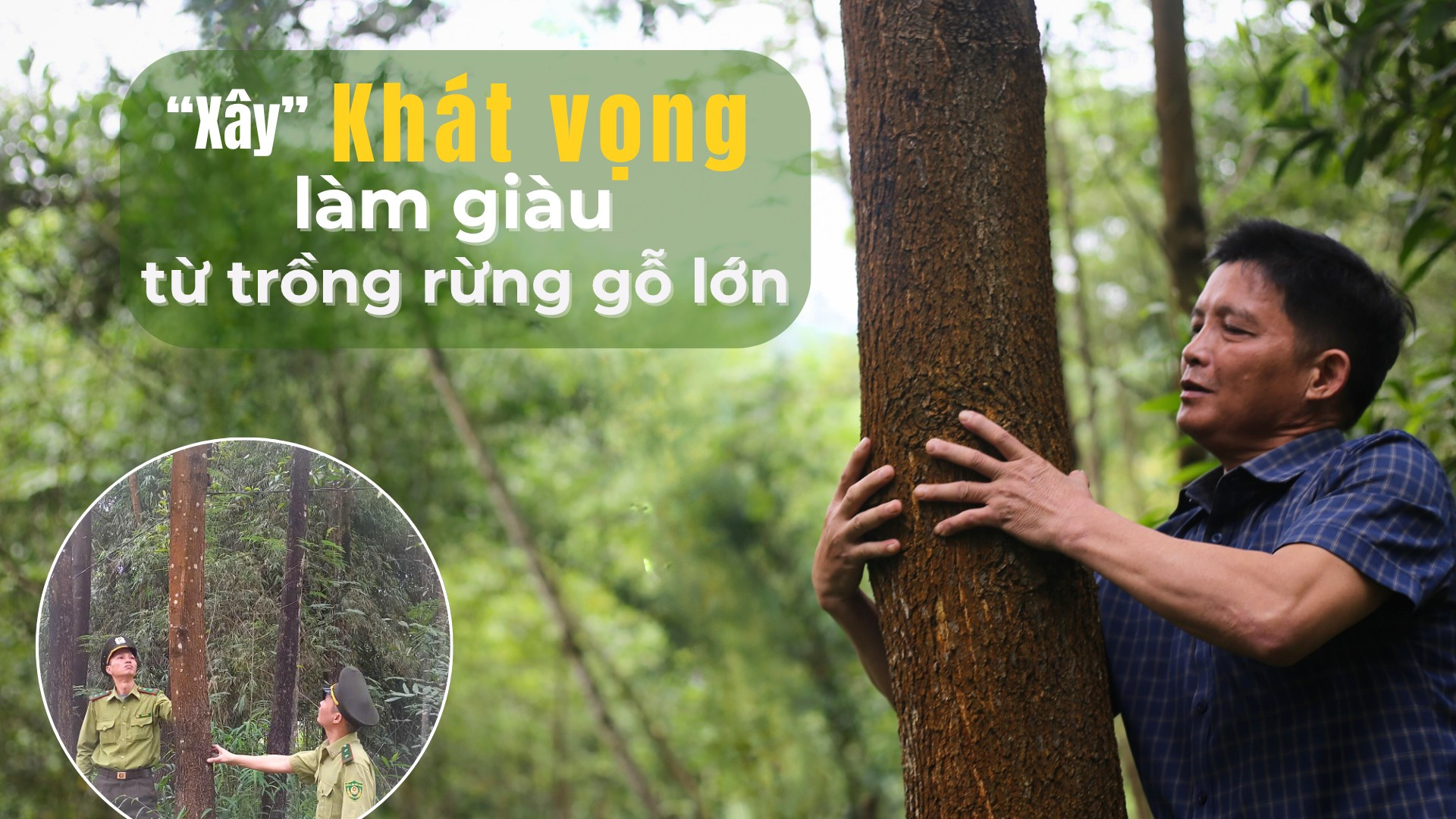 "Xây" khát vọng làm giàu từ trồng rừng gỗ lớn 