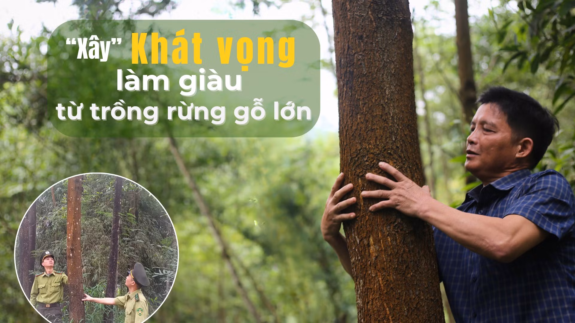 "Xây" khát vọng làm giàu từ trồng rừng gỗ lớn 