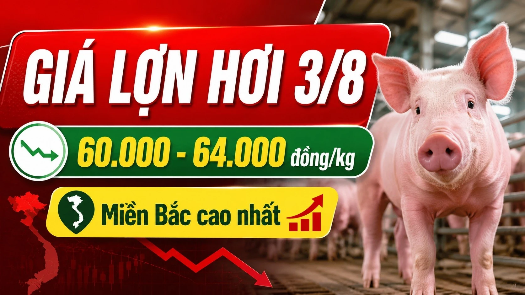 giao-heo-hoi-hom-nay-3-8-2026.jpg