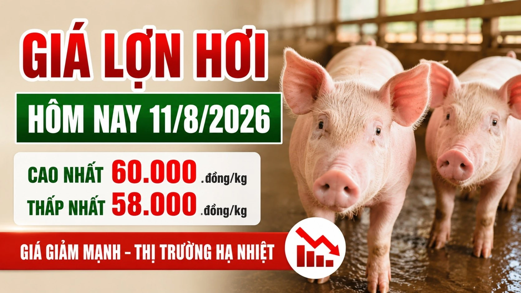 gia-heo-hoi-hom-nay-11-8-2026.jpg
