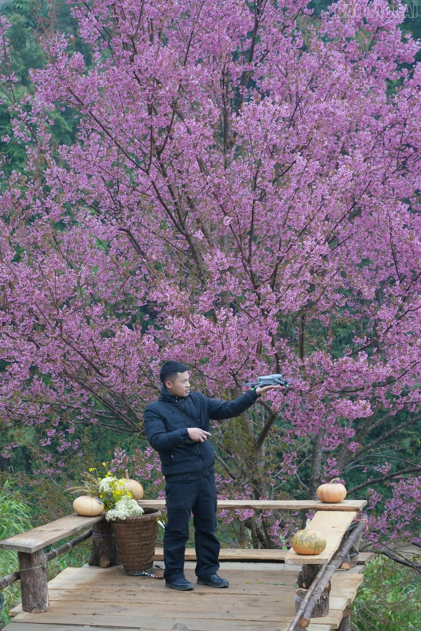 baolaocai-tr_6f5e8902-967a-46e5-96db-6aecbfc3a61b.jpg