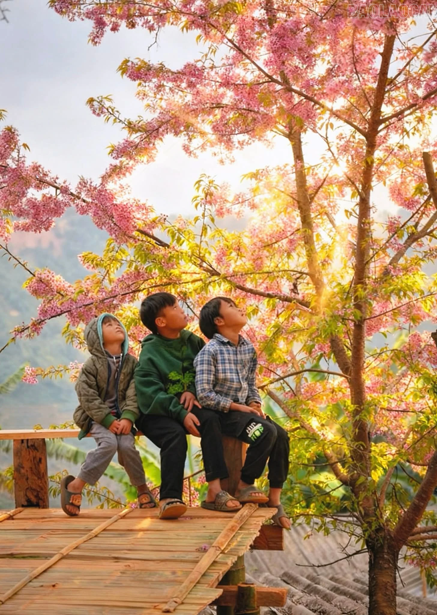baolaocai-tr_d8668322-834c-46cd-a388-a475b38d23d3.jpg