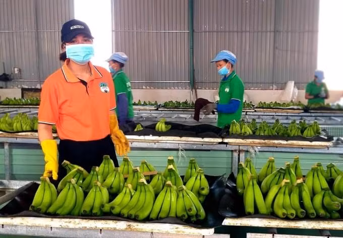 Xưởng sơ chế chuối của Hoàng Anh Gia Lai. Ảnh: Thi Hà