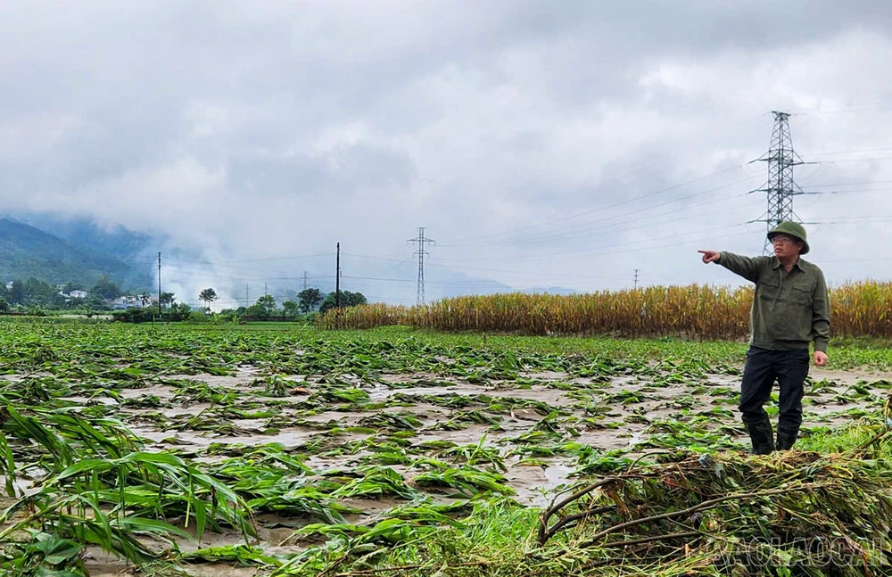 Đánh giá thiệt hại về hoa màu do ngập úng.