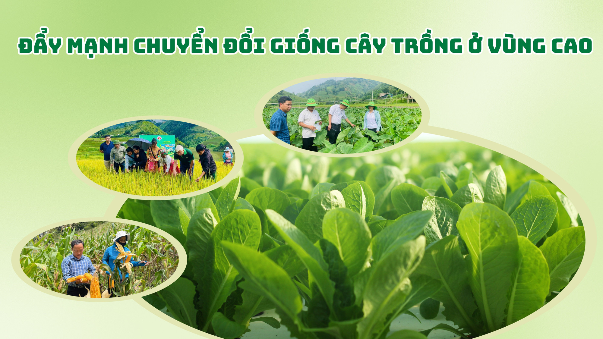 Đẩy mạnh chuyển đổi giống cây trồng ở vùng cao