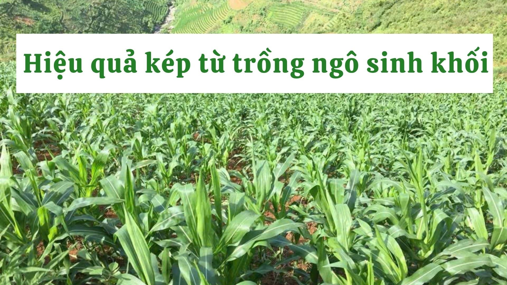 Hiệu quả kép từ trồng ngô sinh khối