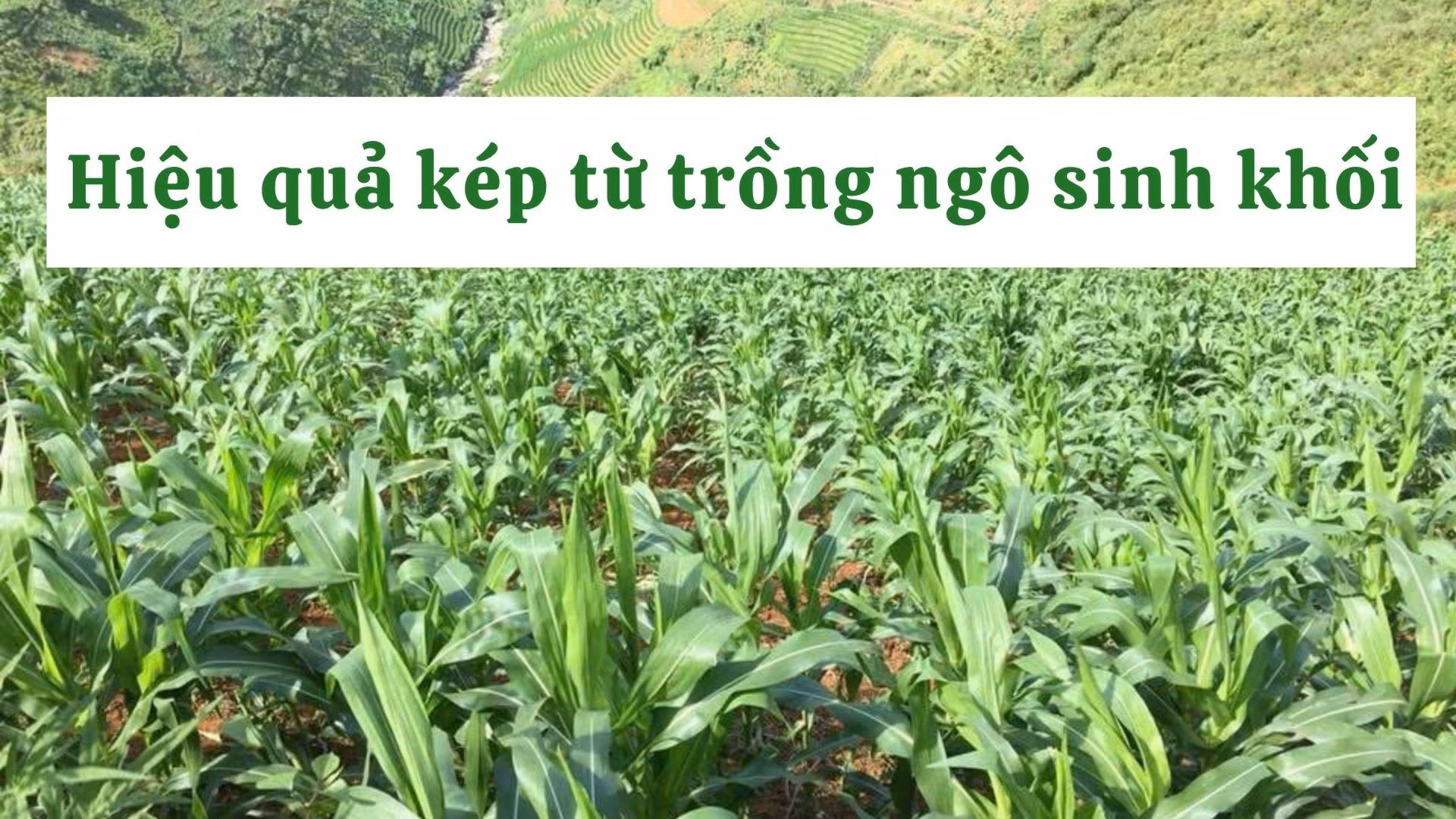 Hiệu quả kép từ trồng ngô sinh khối