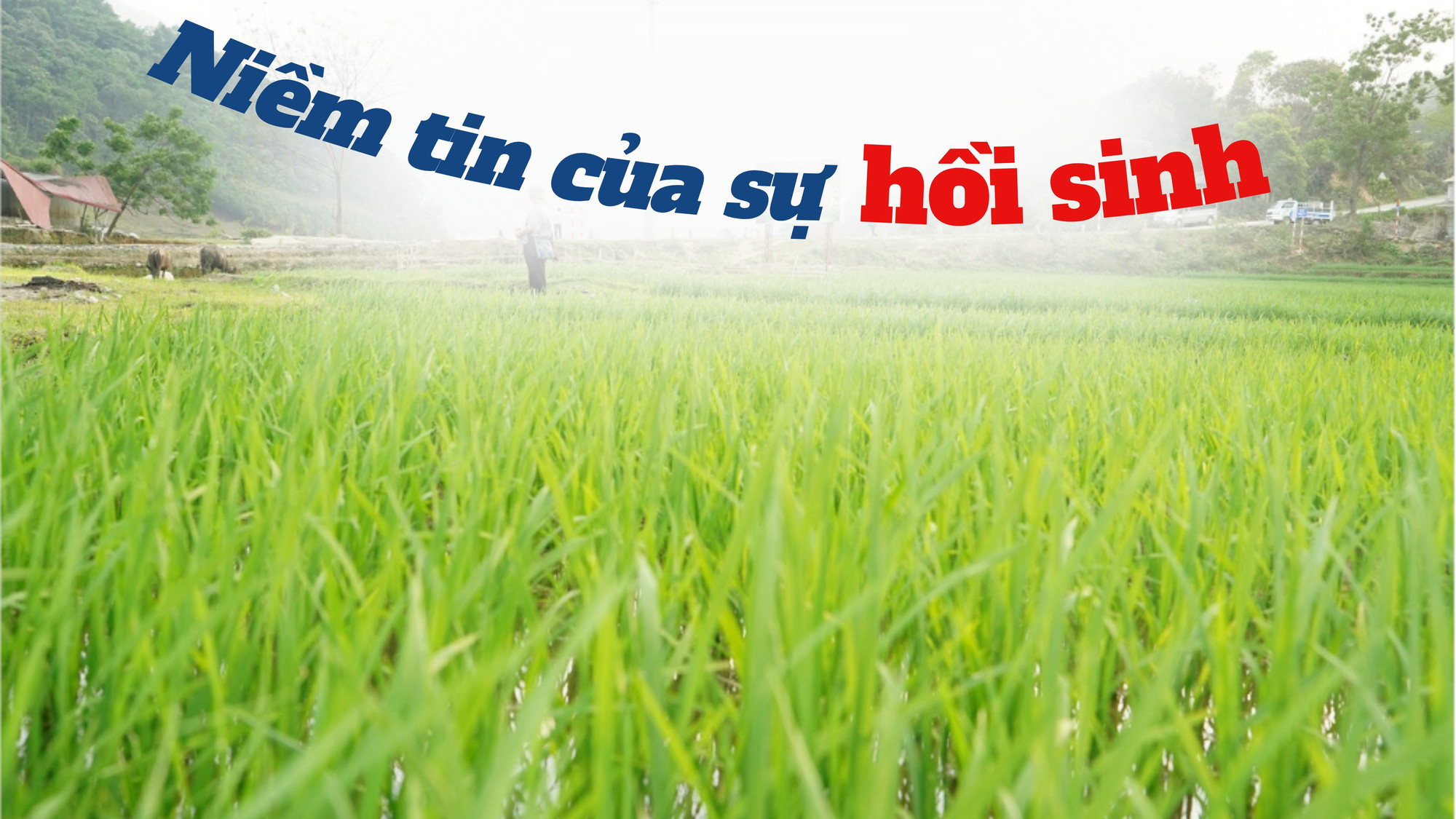 Niềm tin của sự hồi sinh