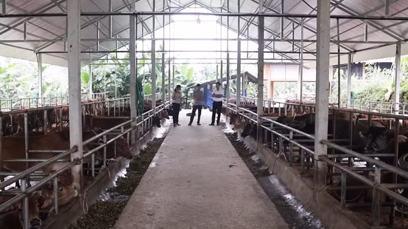 Lào Cai ứng dụng chuyển đổi số trong chăn nuôi