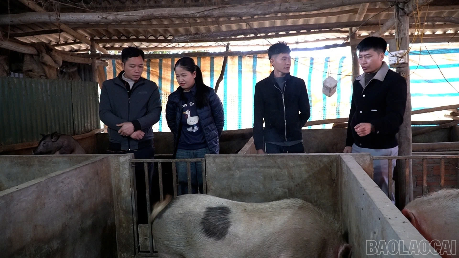 baolaocai-br_z7482370653083-790f19fe93ddf42ec2a9b023df00e6ce.jpg