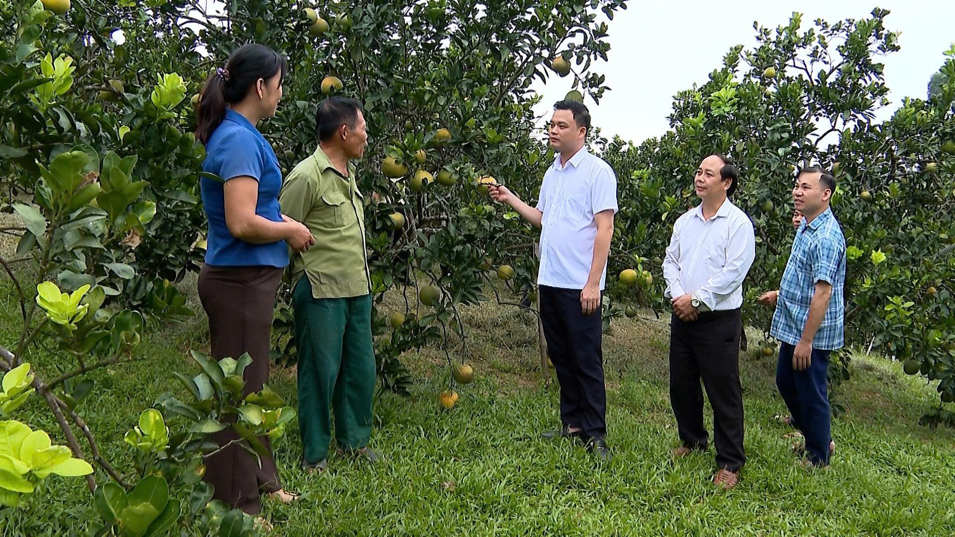 Mô hình trồng bưởi mang lại hiệu quả kinh tế cao của hội viên nông dân xã Yên Thành. 2.jpg