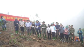 Tre măng Bát độ bén rễ trên đất khó Lương Thịnh