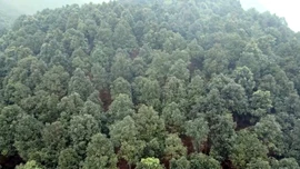 Từ xuất khẩu thô đến thương hiệu tinh dầu quốc tế