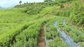 Lời giải thoát nghèo bền vững từ cây dược liệu