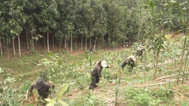 Từ cây cứu đói đến nguyên liệu công nghiệp thực phẩm