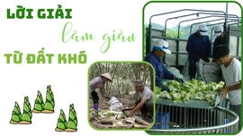 Lời giải làm giàu từ đất khó