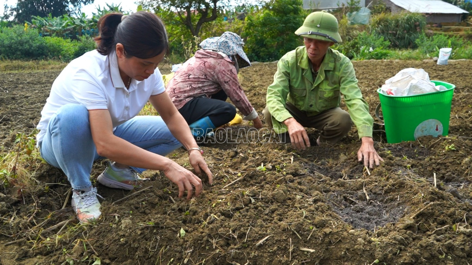 Cán bộ khuyến nông hướng dẫn bà con kỹ thuật trồng khoai tây giống. baolaocai-c_can-bo-khuyen-nong-huong-dan-ba-con-ky-thuat-trong-cay-khoai-tay.jpg