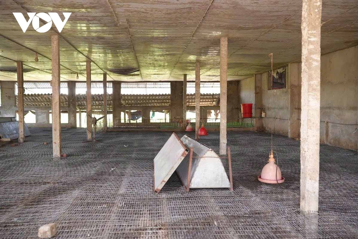 Mô hình chuồng vịt là hệ thống thu gom phân về bể lắng, chỉ cần xịt rửa hàng ngày sẽ không còn mùi.