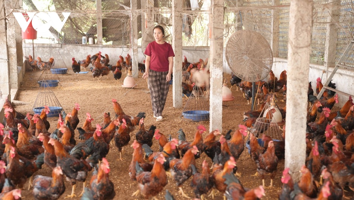Mô hình nuôi gà trống thiến của chị Phan Thị Huyền thôn Ruồng Cái, xã Tiên Lục, tỉnh Bắc Ninh.