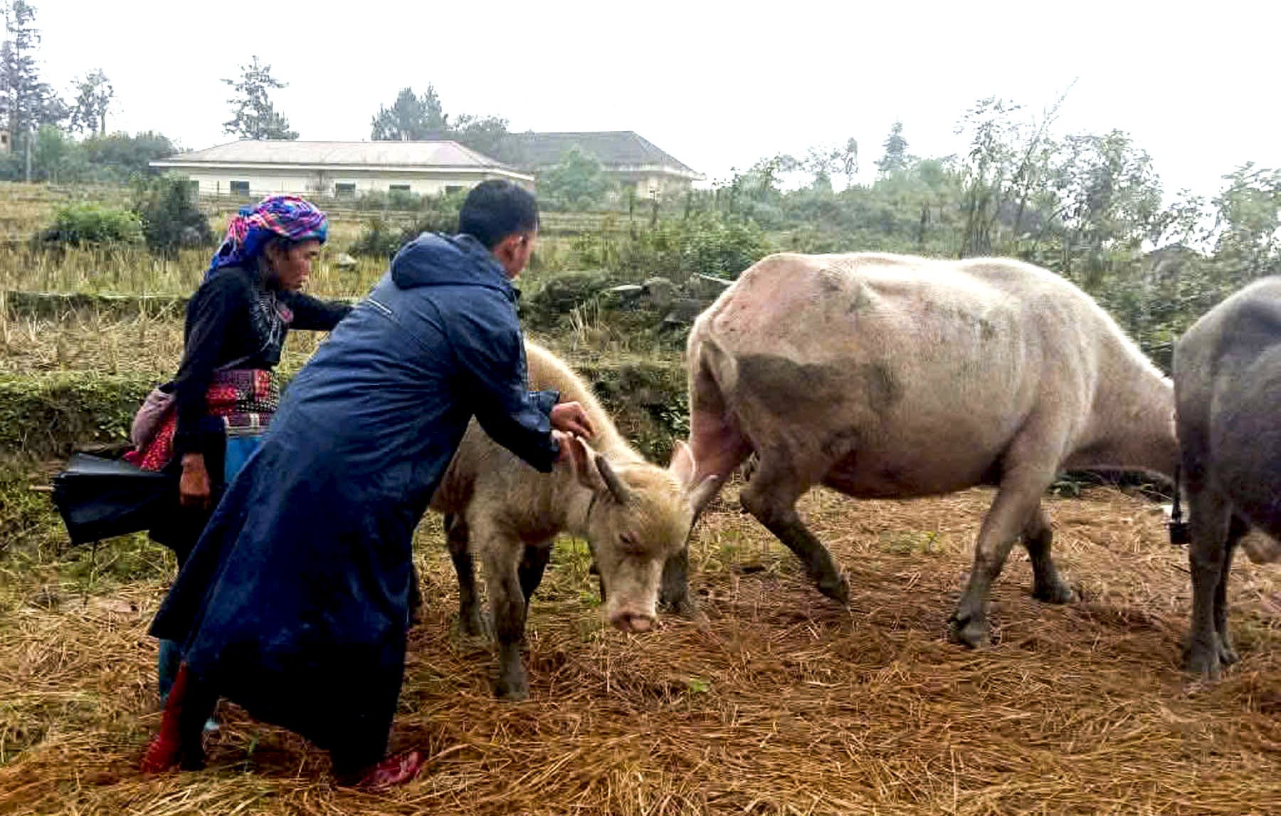 Cán bộ thú y tiêm phòng cho đàn gia súc ở xã Y Tý. can-bo-thu-y-tiem-phong-cho-dan-gia-suc.jpg