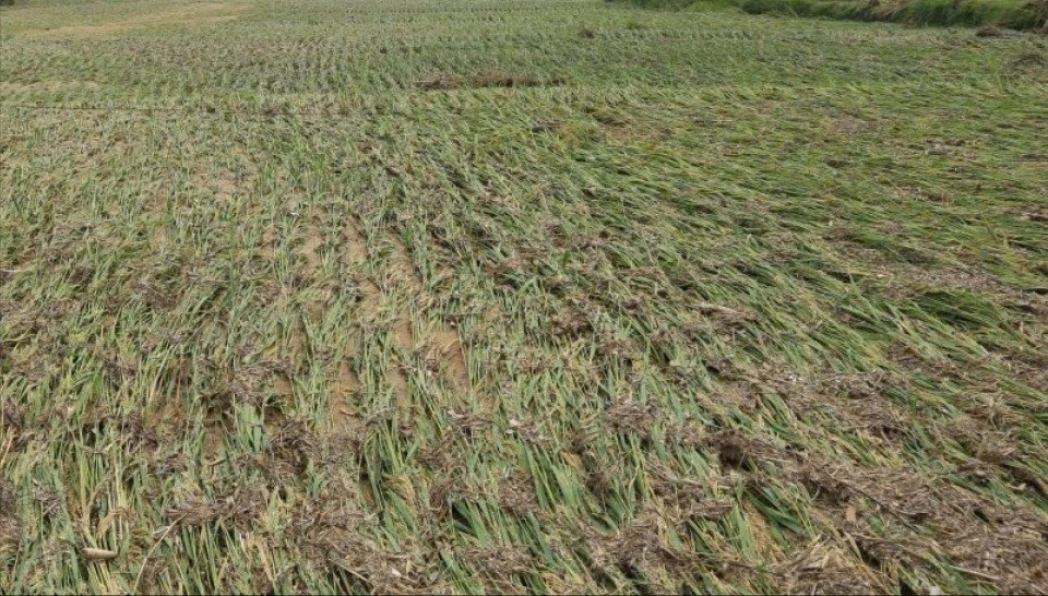 Cây lúa đang vào độ chắc xanh thì ngã rạp vì bị ngâm trong nước lũ. cay-lua-dang-vao-do-chac-xanh-th-942.jpg