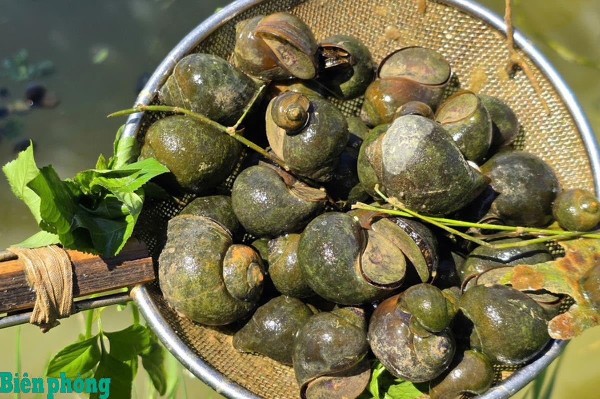 Ốc bươu đen dễ nuôi, ít dịch bệnh, thích nghi tốt với điều kiện khí hậu tại địa phương.