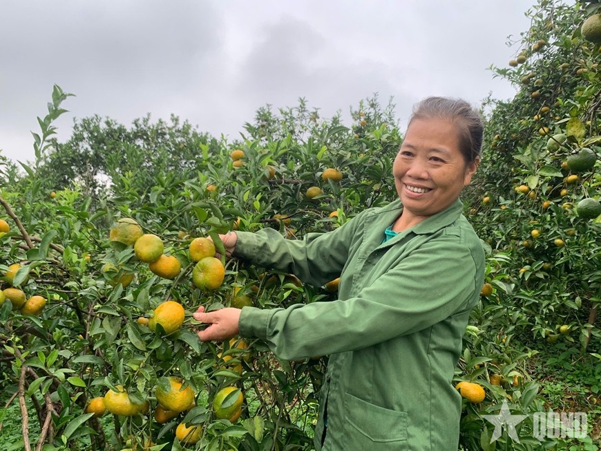 Chị Phạm Thị Thuỷ đi thăm vườn cam sen sai trĩu quả.