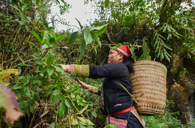 Người Dao đỏ ở Tả Phìn (Lào Cai) chuẩn bị nồi tắm thuốc truyền thống từ hơn 100 loại cây rừng. nguoid-ao-1.jpg