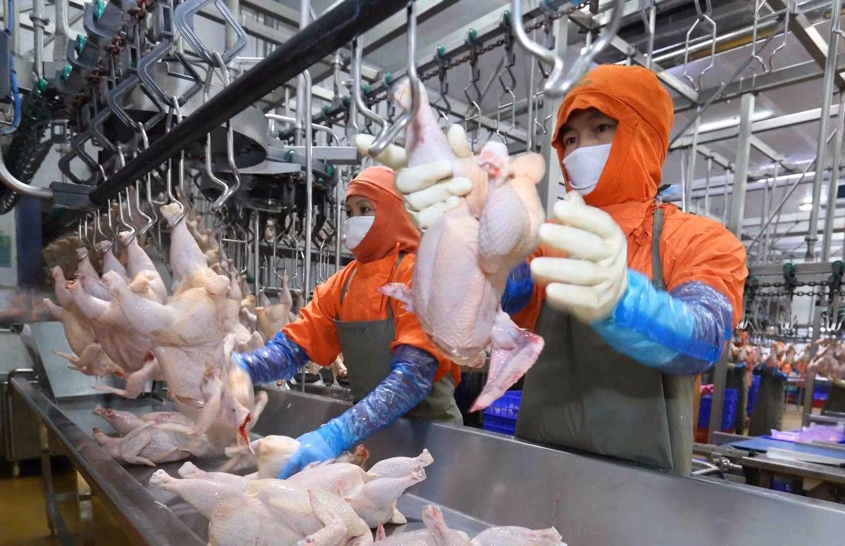 Dồi dào nguồn cung thịt, trứng đáp ứng nhu cầu dịp Tết 2026.