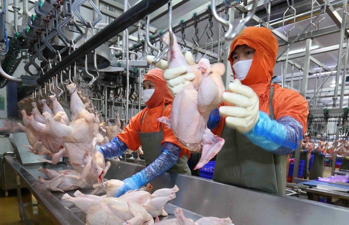 Dồi dào nguồn cung thịt, trứng đáp ứng nhu cầu dịp Tết 2026.