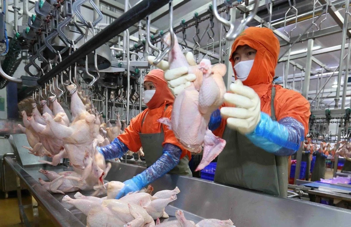 Dồi dào nguồn cung thịt, trứng đáp ứng nhu cầu dịp Tết 2026.